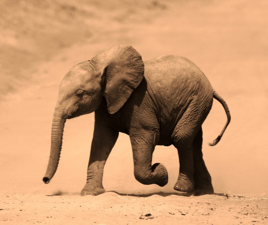 elephantaux